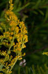 Canada goldenrod